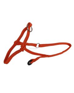 HALSTER ROOD/ORANJE GEVLOCHTEN KOE