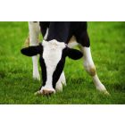 GRASZAAD MEGAMIX ZAK 15 KG