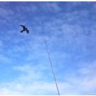 BIRDSCARE KITE COMPLEET 7 METER 