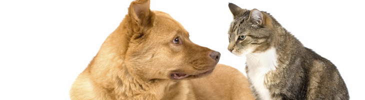 Hond/Kat Hond/Kat