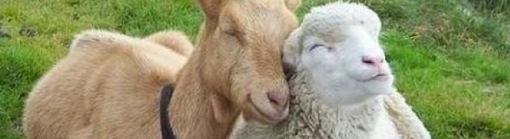 Schaap/Geit Schaap/Geit